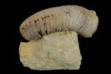 Ordovician, Oncoceratid (Cyrtorizoceras) Fossil - Wisconsin #173944-1